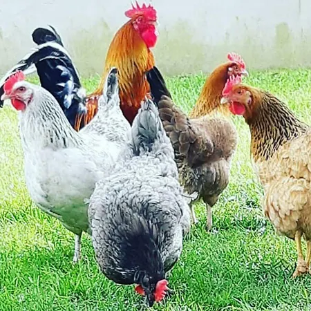 بيت للعطل The Dairy *